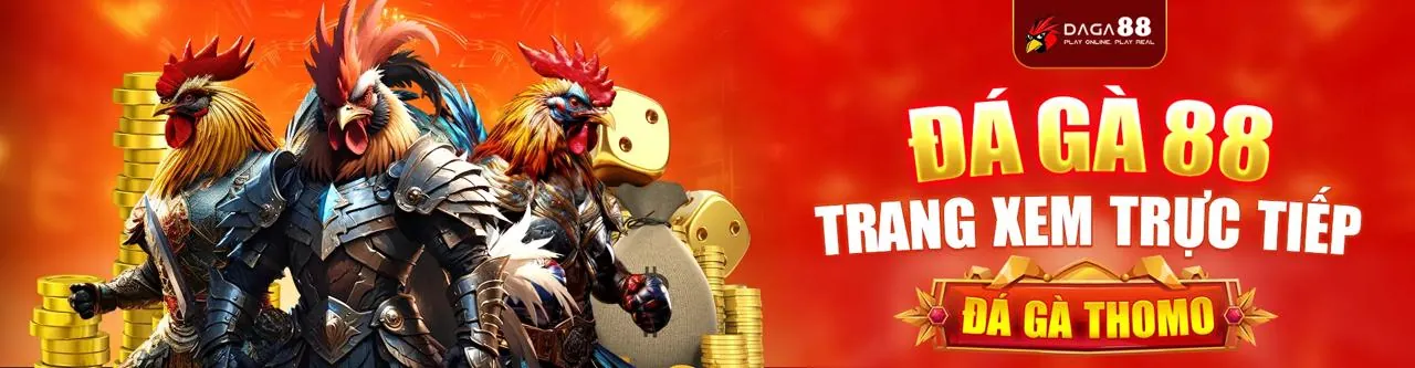 Gà chọi may88 bet đang đối đầu đầy kịch tính
